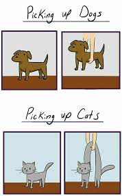 Picking Up Dogs Vs Picking Up Cats Cute Animal Memes Cat Vs Dog Funny Animal Pictures