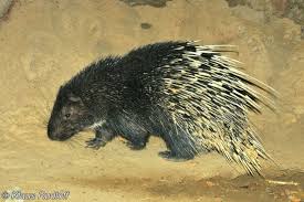 Image result for Brachythrix