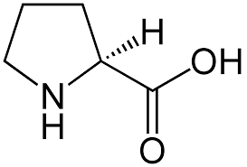 Dehydrogenaza Prolinowa Wikipedia Wolna Encyklopedia