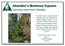 Image result for Cupressus macrocarpa