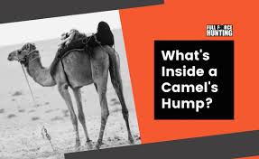 Therefore looking like camel's humps. What S Inside A Camel S Hump Full Force Hunting