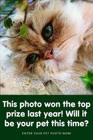 Your Pet S Photo Could Win Prizes Pets Animals Beautiful Cute Cats And Kittens