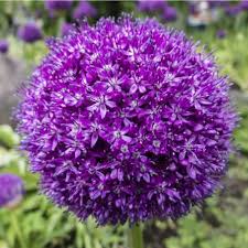 We did not find results for: 20 Fabulous Bulbs To Plant In The Fall For Spring Blooms