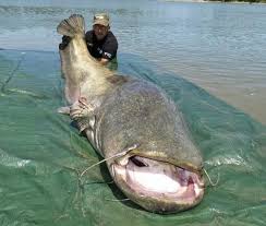Largest Wels Catfish Ever Caught In Wild Fish Catfish Fishing Catfish