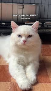 Long Hair Khao Manee Cats