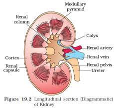 Chapter 11 The Urinary System You Ll Remember Quizlet