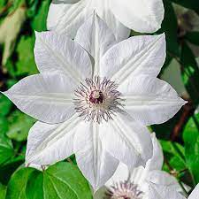 We did not find results for: Miss Bateman Clematis Spring Hill Nurseries