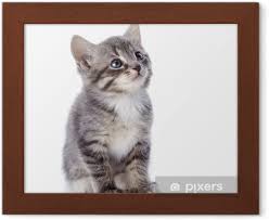 Gri Cizgili Kedi Yavrusu Cerceveli Poster Pixers Haydi Dunyanizi Degistirelim