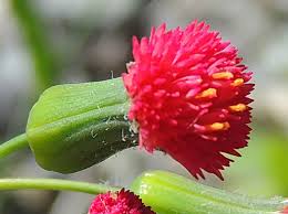 Image result for Emilia tessmannii