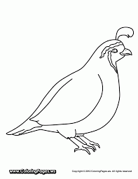 It teaches kids to focus, it builds motor skills, and it helps them to recognize colors. Quail Coloring Pages For Preschool Preschool And Kindergarten Bird Coloring Pages Hello Kitty Colouring Pages Coloring Pages