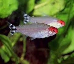 Rummy Nose Tetra Freshwater Aquarium Tropical Fish Tanks Aquarium Fish