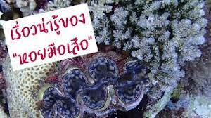 เชียงรายไทม์, เชียงรายนิวส์, ไทย, กีฬา, ข่าวอาชญากรรม,ข่าวไทยวันนี้, ข่าวด่วนในประเทศไทย, ข่าวที่น่าสนใจในประเทศไทย, ข่าวในประเทศไทย à¹€à¸£ à¸­à¸‡à¸™ à¸²à¸£ à¸‚à¸­à¸‡ à¸«à¸­à¸¢à¸¡ à¸­à¹€à¸ª à¸­ à¸«à¸­à¸¢à¸¡ à¸­à¹€à¸ª à¸­à¸ª à¸•à¸§ à¸— à¸• à¸­à¸‡à¸­à¸™ à¸£ à¸à¸© à¹„à¸§ à¸ à¸­à¸™à¸ª à¸à¸ž à¸™à¸˜ à¸£ à¸ˆ à¸à¸«à¸­à¸¢à¸¡ à¸­à¹€à¸ª à¸­ Youtube