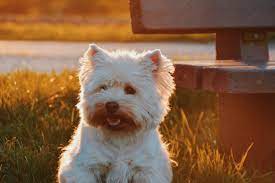 Foster or adopt a dog from our dog rescue program in orlando or central florida. How To Adopt A Dog In Orlando The Dog People By Rover Com
