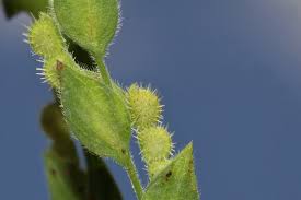 Image result for Zornia glochidiata