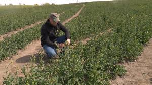 Silne przymrozki i susza zagrażają uprawom w regionie