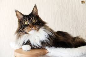 The medium to long fur can range from 2 to 6 inches in length. Cat Breed Standards Pets4homes