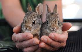 2pm wild bunny ep7 part 1 (jay park) 2009. Baby Cottontail Bunnies Rescued Best Friends Animal Society