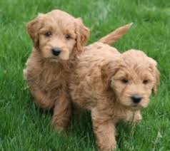 Find reputable goldendoodle breeders near you. Goldendoodle Puppies For Sale In Texas Goldendoodle Puppy For Sale Goldendoodle Puppy Labradoodle Puppies For Sale