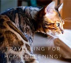 Cardiff Cat Clinic Home Facebook