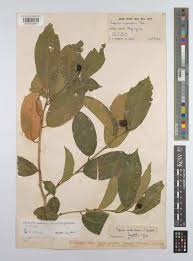Image result for Sclerocroton