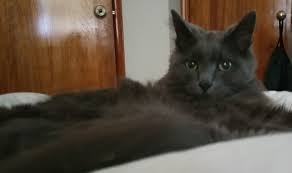 Where do i go to adopt a kitten from manchester animal shelter? Cat Adoption In Manchester Nh 03103 Russian Blue Long Hair Cat Sophie