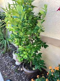 Brighter blooms meyer lemon tree indoor or outdoor potted fruit plant 1 2 feet no shipping to fl ca tx la or az. Beautiful Potted Lemon Tree That Won T Flower