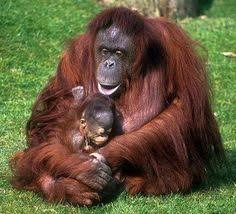 The 10 most endangered animals: 13 Best Endangered Animals In Indonesia Images Animals Indonesia Animals Beautiful