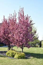The many different varieties of flowering crabapple trees here at the nursery makes for an incredible color explosion. Find Pink Spires Flowering Crab Malus Pink Spires In Issaquah Seattle Bellevue Redmond Renton Sammamish Wash Flowering Crabapple Acreage Landscaping Plants