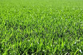 Zoysia is a beautiful, thick, deep green turf grass that is easy to maintain in the right climate. How Fast Does Zoysia Grass Spread In Your Lawn Lawn Chick