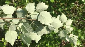 Image result for Populus ×  canescens