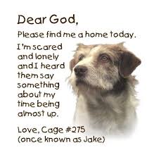 Pin On Help Animals