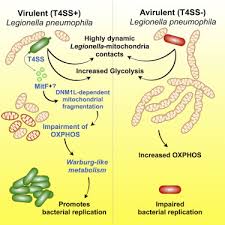 It's caused by the bacterium legionella pneumophila found in both potable and nonpotable water systems. Legionella Pneumophila Modulates Mitochondrial Dynamics To Trigger Metabolic Repurposing Of Infected Macrophages Sciencedirect