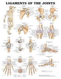 Ligaments Of The Joints Chart 20 X 26 Joints Anatomy Physical Therapy Physiology
