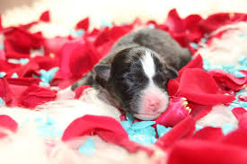 Pm signs agreement to acquire 25 million doses of johnson & johnson and pfizer. 2 Nachzucht Maybe Firestarter Aussies