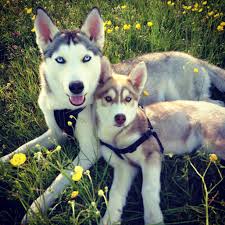 After all, each breed is unique and has its history. Names Freya And Saski Breed Siberian Husky Chien Tendresse