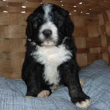 At awesomedoodle, you have lots of choices and are never locked into a particular litter or breed. Bernedoodle Puppies For Sale Canton Oh 185590