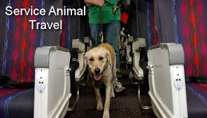 How Can The Service Animal Letter Help The Patients Of Psychological Disability Https Www Pdsc Emotional Support Animal Service Animal Emotional Support Dog