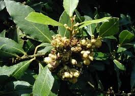 Image result for bay leaf bush foto