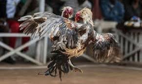 Agensbobetmaxbet Petarung Langka Asal Indonesia Ayam Banten Gallos De Pelea