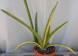 Image result for Sansevieria pearsonii