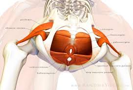 The Pelvic Floor Pelvic Floor Yoga Anatomy Pelvic Floor Dysfunction