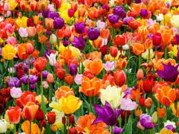 If you need help with any specific puzzle leave your comment below. Growing Tulip Bulbs How To Plant And Care For Tulips