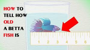 How To Tell How Old A Betta Fish Is Youtube
