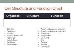 Cell Structure And Function Ppt Download