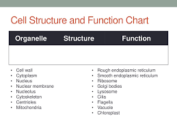 cell structure and function ppt download