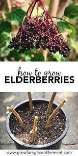 How To Grow Elderberries In Your Backyard Growing Herbs In Pots Food Garden Elderberry Plant