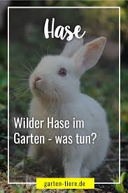 Wilder Hase Im Garten Hier Erfahrst Du Was Zu Tun Ist Kleine Tiere Baby Hasen Hasen Futter