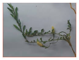 Image result for Xenostegia tridentata