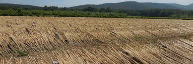 Image result for Arundo donax