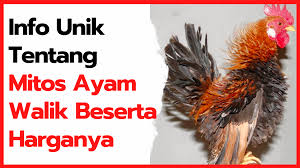 Info Unik Tentang Mitos Ayam Walik Beserta Harganya Ayam Jenis Perhiasan